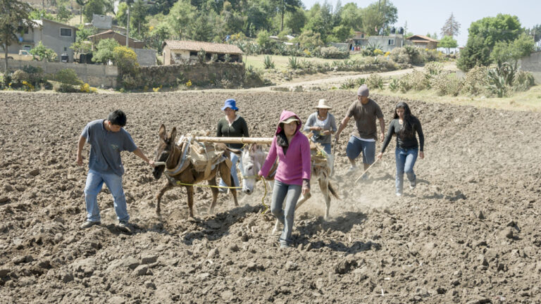 Campo mexicano